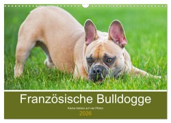 Französische Bulldogge - Kleine Helden auf vier Pfoten (Wandkalender 2026 DIN A3 quer), CALVENDO Monatskalender - Sigrid Starick