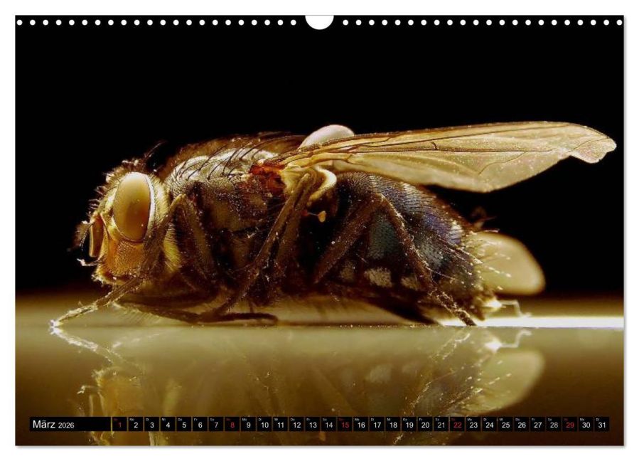 InsideView 8