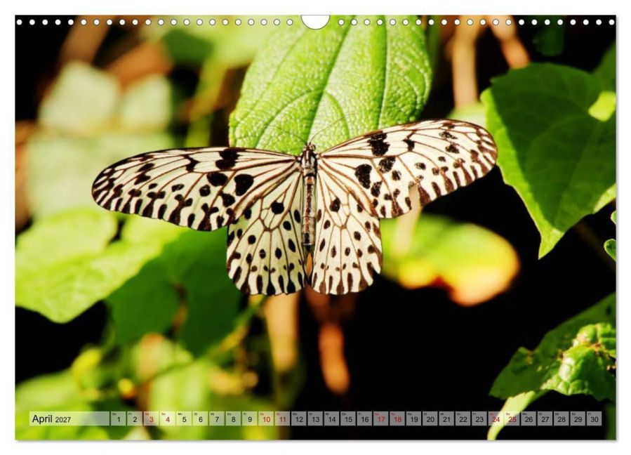 InsideView 6