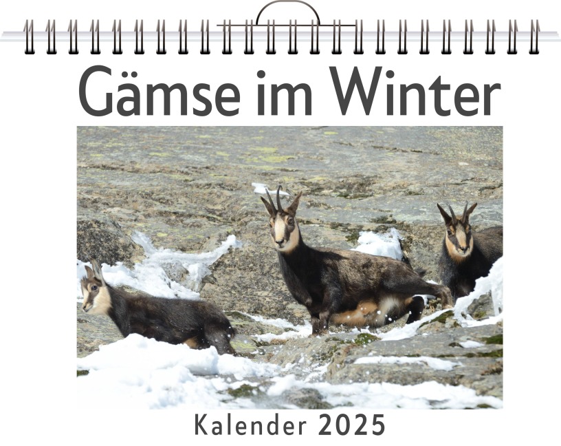 Gämse im Winter - Noah Möller