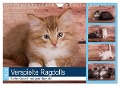 Verspielte Ragdolls -Sanfte Katzen in seidigem Haarkleid (Wandkalender 2024 DIN A4 quer), CALVENDO Monatskalender - Fotodesign Verena Scholze