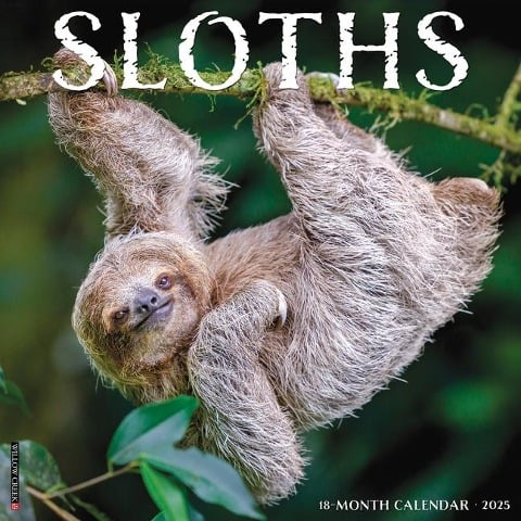 Sloths 2025 12 X 12 Wall Calendar - Willow Creek Press