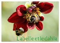 L'abeille et le dahlia (Calendrier mural 2024 DIN A3 vertical), CALVENDO calendrier mensuel - Daniel Illam