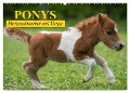 Ponys. Herzensbrecher mit Grips (Wandkalender 2025 DIN A2 quer), CALVENDO Monatskalender - Elisabeth Stanzer