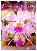 Petit paradis des orchidées (Calendrier mural 2024 DIN A3 horizontal), CALVENDO calendrier mensuel - Gisela Kruse