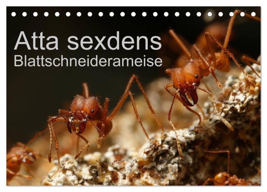 Atta sexdens - Blattschneiderameise (Tischkalender 2026 DIN A5 quer), CALVENDO Monatskalender - Roland Störmer