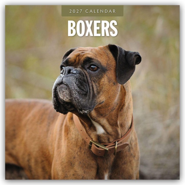 Boxers - Deutscher Boxer 2027 - 16-Monatskalender - Robin Red