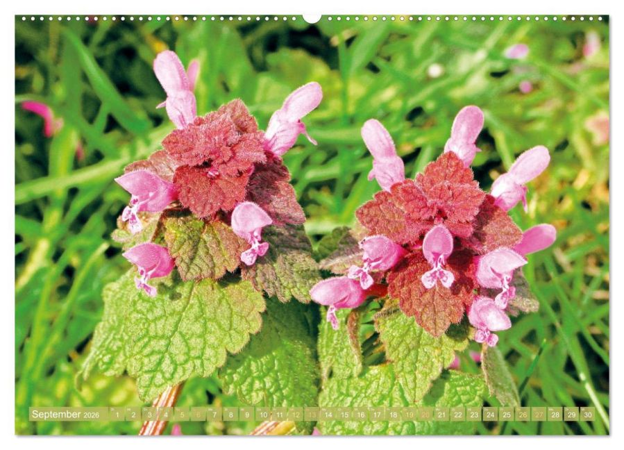 InsideView 13