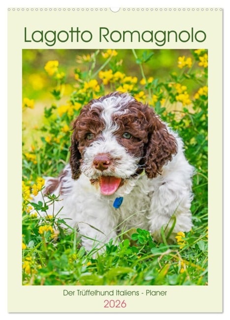 Lagotto Romagnolo - Der Trüffelhund Italiens - Planer (Wandkalender 2026 DIN A2 hoch), CALVENDO Monatskalender - Sigrid Starick