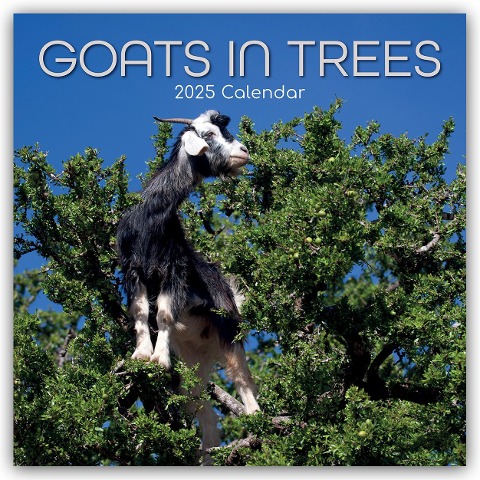 Goats in Trees - Ziegen auf Bäumen 2025 - 16-Monatskalender - Gifted Stationery Co. Ltd