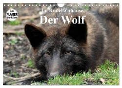 Im Rudel Zuhause - Der Wolf (Wandkalender 2025 DIN A4 quer), CALVENDO Monatskalender - Arno Klatt