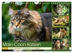 Main-Coon-Katzen. Die imposanten Waldkatzen im Garten (Wandkalender 2026 DIN A4 quer), CALVENDO Monatskalender - Rose Hurley