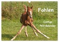 Fohlen - Lustige Pferdekinder (Wandkalender 2025 DIN A3 quer), CALVENDO Monatskalender - Meike Bölts
