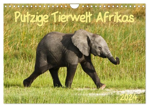 Putzige Tierwelt Afrikas (Wandkalender 2024 DIN A4 quer), CALVENDO Monatskalender - Nadine Haase