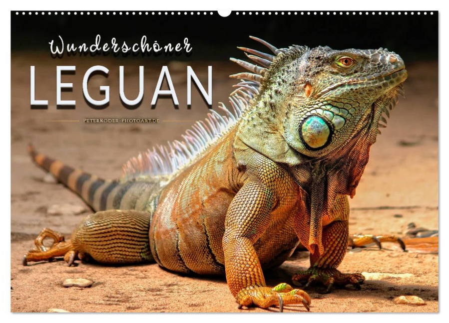 Wunderschöner Leguan (Wandkalender 2025 DIN A2 quer), CALVENDO Monatskalender - Peter Roder