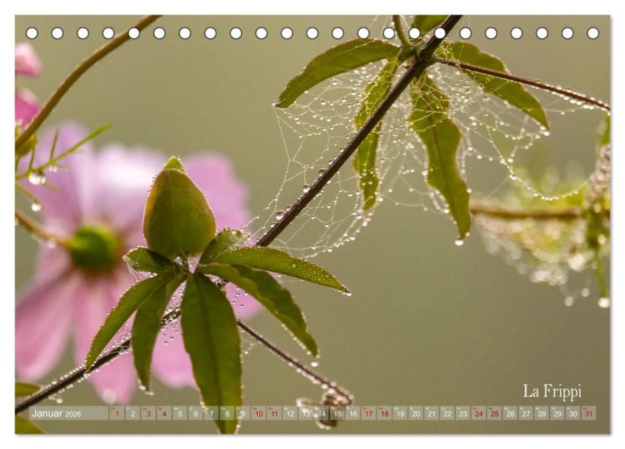 InsideView 6