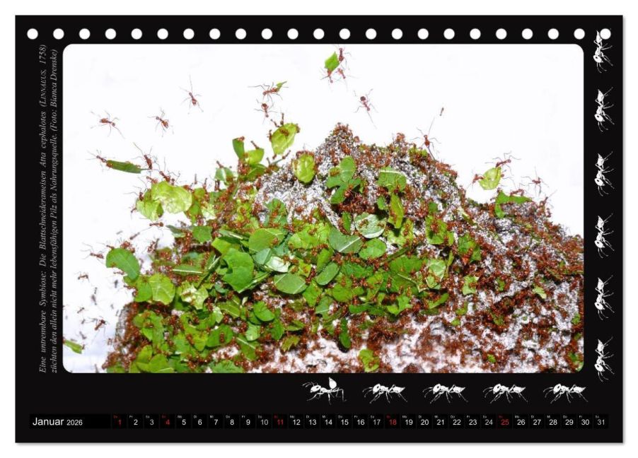 InsideView 6