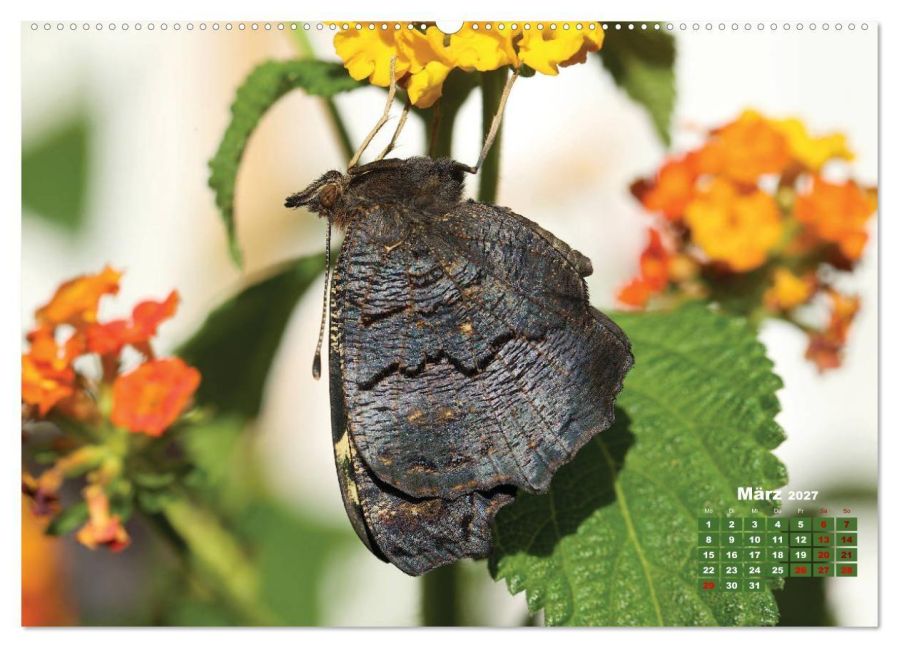 InsideView 8