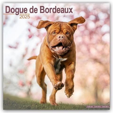 Dogue de Bordeaux - Bordeauxdoggen 2025 - 16-Monatskalender - Avonside Publishing Ltd.