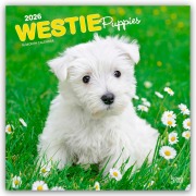 West Highland White Terrier Puppies - Westie Puppies - West Highland White Terrier Welpen - Westie Welpen 2026 - 16-Monatskalender - Browntrout Publishers
