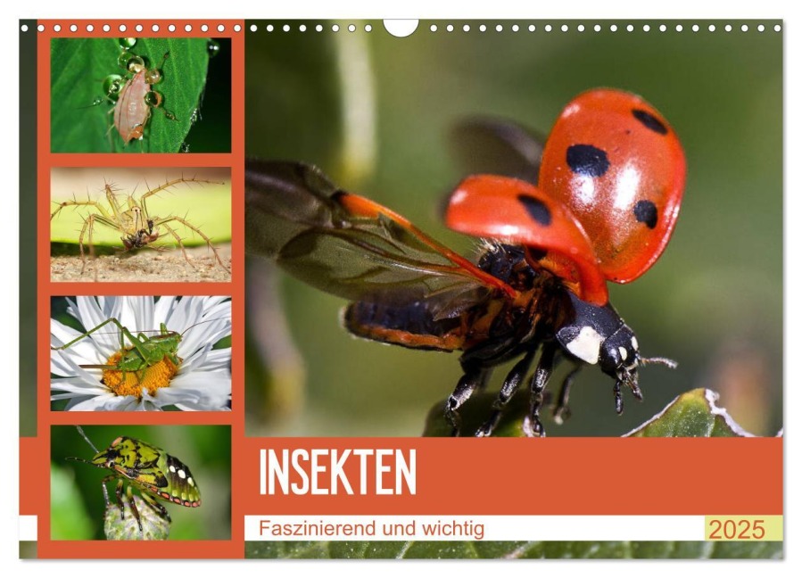 Insekten. Faszinierend und wichtig (Wandkalender 2025 DIN A3 quer), CALVENDO Monatskalender - Elisabeth Stanzer