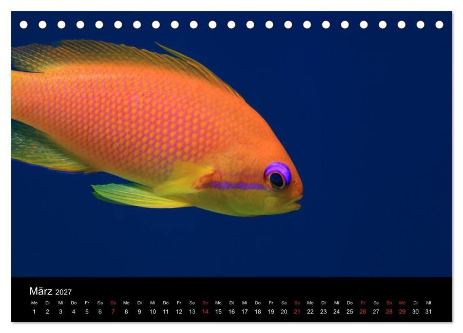 InsideView 8