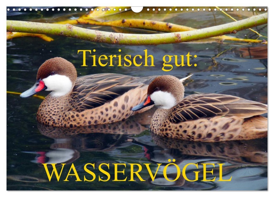 Tierisch gut: Wasservögel (Wandkalender 2026 DIN A3 quer), CALVENDO Monatskalender - Gisela Kruse