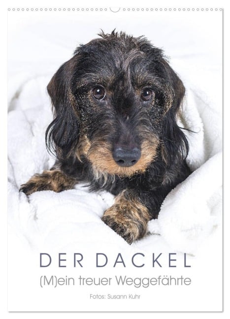 Der Dackel (M)ein treuer Weggefährte (Wandkalender 2026 DIN A2 hoch), CALVENDO Monatskalender - Susann Kuhr