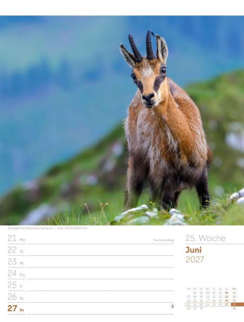 InsideView 29