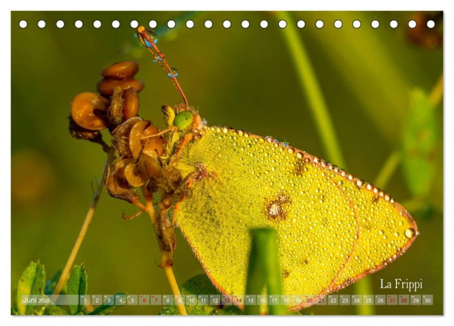 InsideView 11