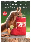 Eichhörnchen - kleine Tiere, große Liebe (Wandkalender 2026 DIN A4 hoch), CALVENDO Monatskalender - Heike Adam