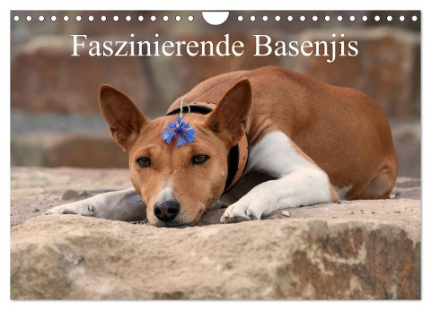 Faszinierende Basenjis (Wandkalender 2024 DIN A4 quer), CALVENDO Monatskalender - Angelika Joswig