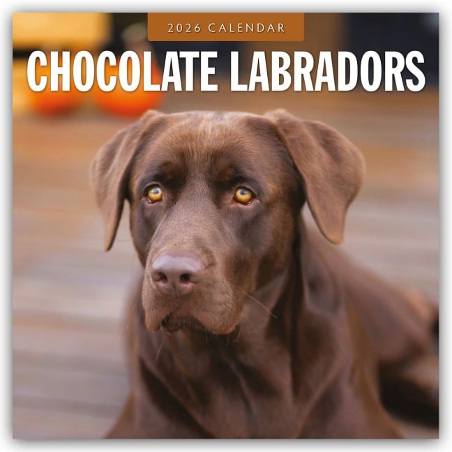 Chocolate Labrador Retrievers - Schokoladenbraune Labrador Retriever 2026 - 16-Monatskalender - Robin Red