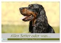 Alles Setter oder was (Wandkalender 2024 DIN A3 quer), CALVENDO Monatskalender - Hundefotografie Bea Müller