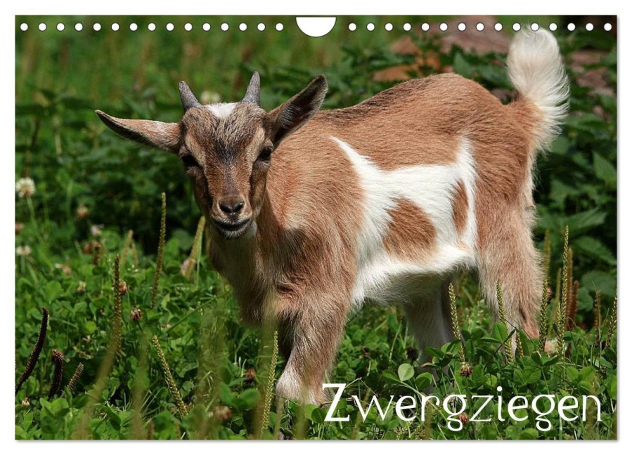 Zwergziegen (Wandkalender 2026 DIN A4 quer), CALVENDO Monatskalender - Arno Klatt