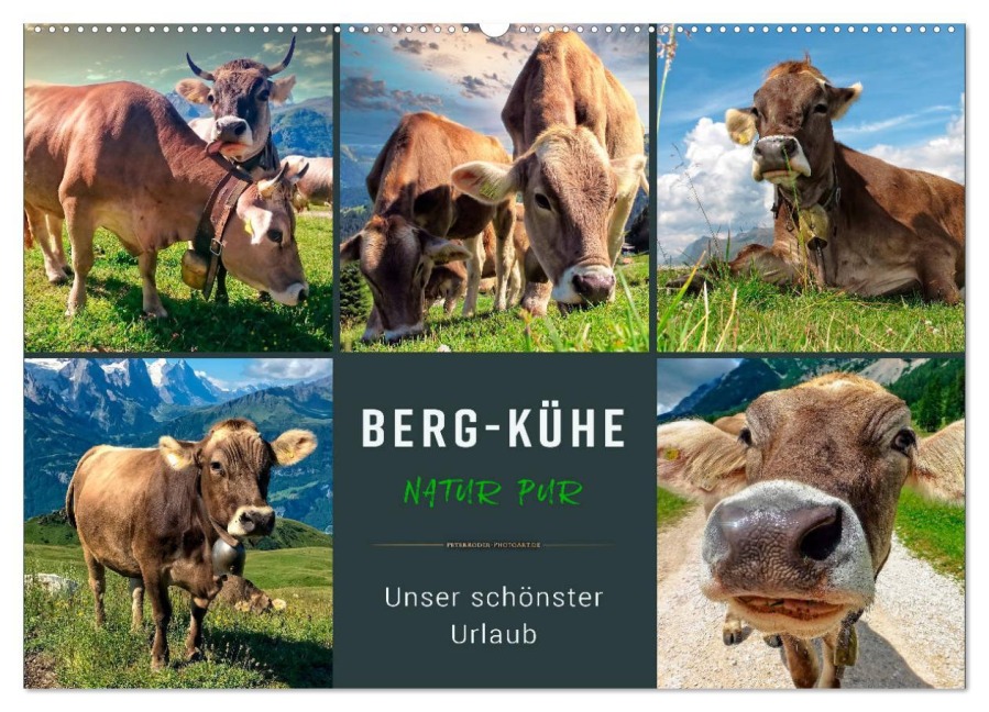 Berg-Kühe, Natur pur - unser schönster Urlaub (Wandkalender 2026 DIN A2 quer), CALVENDO Monatskalender - Peter Roder