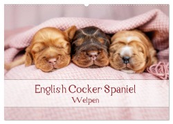 English Cocker Spaniel Welpen (Wandkalender 2025 DIN A2 quer), CALVENDO Monatskalender - Sabrina Wobith Photography - FotosVonMaja