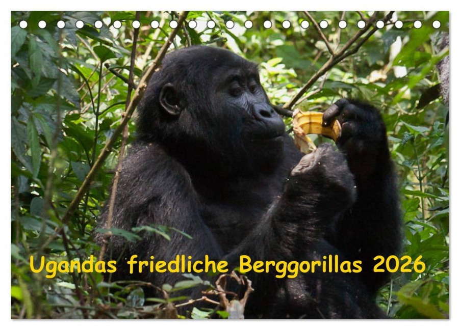 Ugandas friedliche Berggorillas (Tischkalender 2026 DIN A5 quer), CALVENDO Monatskalender - Johanna Krause