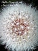 Cover-Bild zum Titel 'Reflections of an Intricate Mind' von 'H. C.'