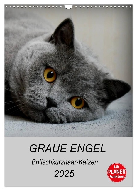 Graue Engel - Britischkurzhaar-Katzen (Wandkalender 2025 DIN A3 hoch), CALVENDO Monatskalender - Jacqueline Brumma Jacky-fotos