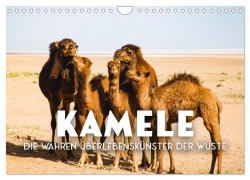 Cover-Bild zum Titel 'Kamele - die wahren Überlebenskünstler der Wüste. (Wandkalender 2027 DIN A4 quer), CALVENDO Monatskalender' von 'Sf'