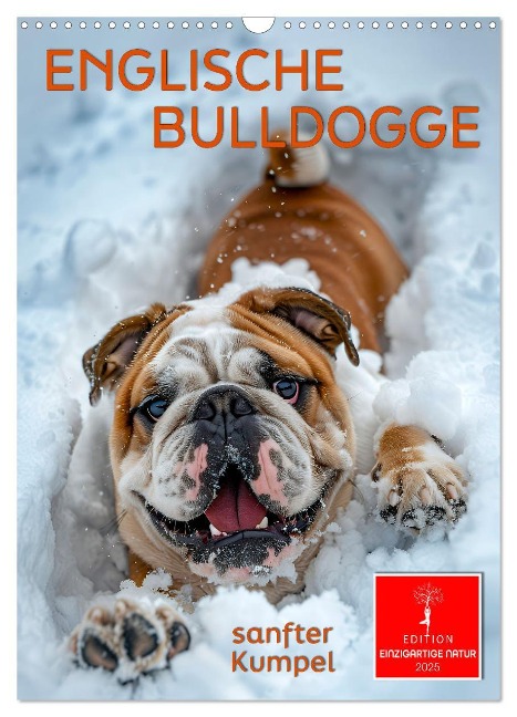 Englische Bulldogge - sanfter Kumpel (Wandkalender 2025 DIN A3 hoch), CALVENDO Monatskalender - Peter Roder