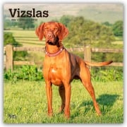 Vizslas - Kurzhaariger Ungarischer Vorstehhund 2026 - 16-Monatskalender - Browntrout Publishers