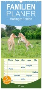 Cover-Bild zum Titel 'Familienplaner 2026 - Haflinger Fohlen mit 5 Spalten (Wandkalender, 21 x 45 cm) CALVENDO' von 'Katho Menden'