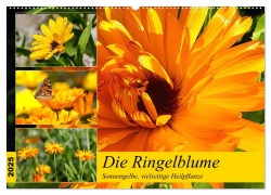 Die Ringelblume. Sonnengelbe, vielseitige Heilpflanze (Wandkalender 2025 DIN A2 quer), CALVENDO Monatskalender - Rose Hurley