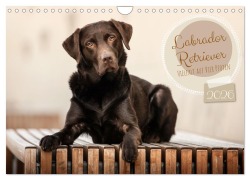 Cover-Bild zum Titel 'Labrador Retriever - Vielfalt auf Vier Pfoten (Wandkalender 2026 DIN A4 quer), CALVENDO Monatskalender' von 'Sabrina Wobith Photography'