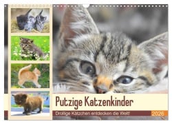 Putzige Katzenkinder. Drollige Kätzchen entdecken die Welt! (Wandkalender 2026 DIN A3 quer), CALVENDO Monatskalender - Rose Hurley