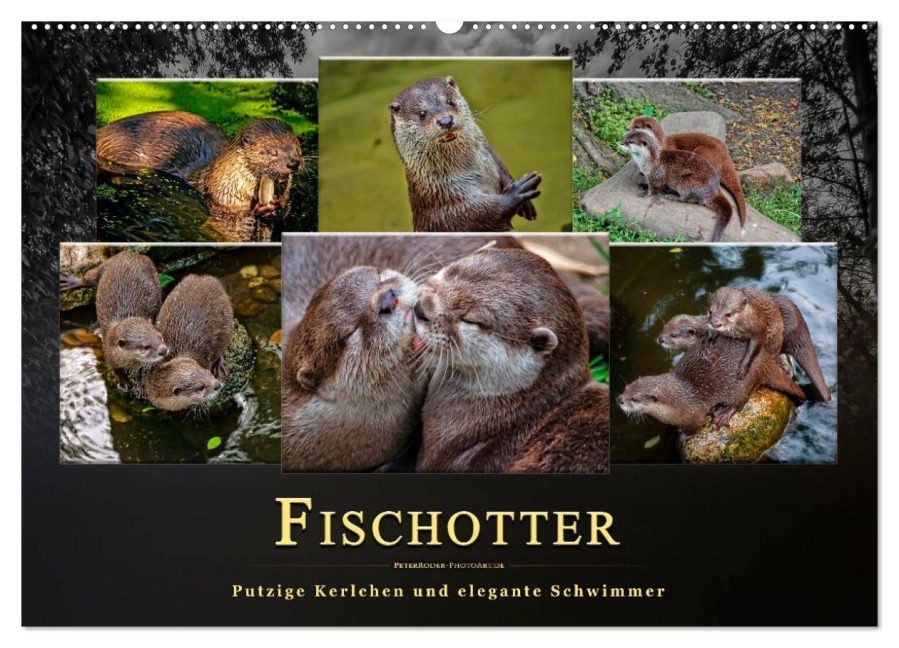 Fischotter - putzige Kerlchen und elegante Schwimmer (Wandkalender 2025 DIN A2 quer), CALVENDO Monatskalender - Peter Roder