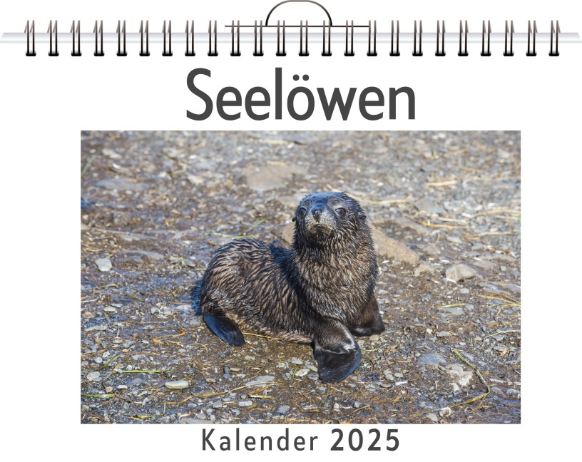 Seelöwen - Isabella Richter
