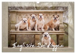 Cover-Bild zum Titel 'Englische Bulldoggen (Wandkalender 2026 DIN A3 quer), CALVENDO Monatskalender' von 'Sabrina Wobith Photography - FotoVonMaja'